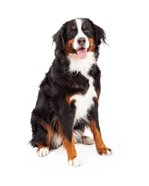 Bernese dağ köpeği oturma
