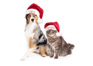Tatil Avustralya çoban köpeği ve tekir kedi
