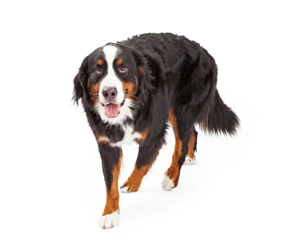 Bernese Mountain Dog lopen vooruit — Stockfoto