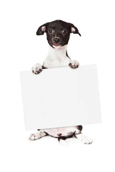 Boş oturum tutarak siyah beyaz köpek yavrusu — Stok fotoğraf