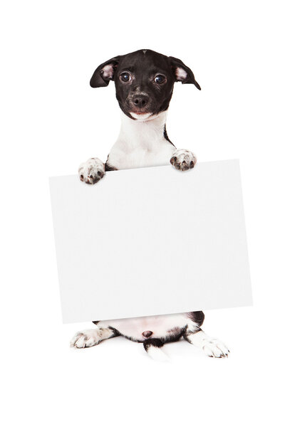 Black and White Puppy Holding Blank Sign
