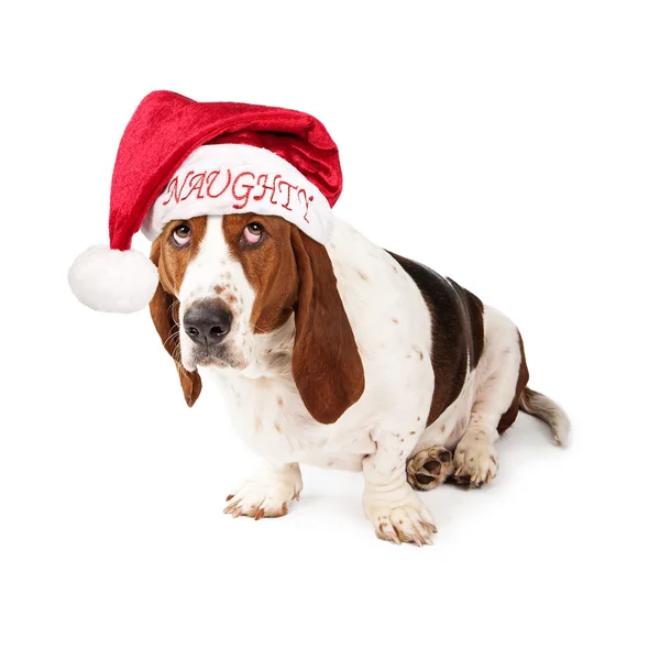Chapéu de Papai Noel malvado Basset Hound — Fotografia de Stock