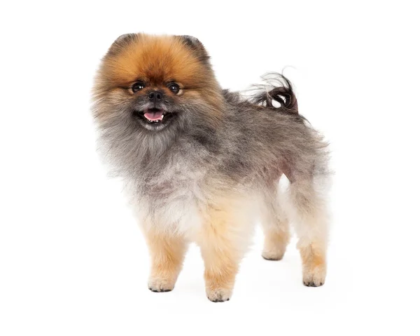 Bedårande Pomeranian hund stående — Stockfoto