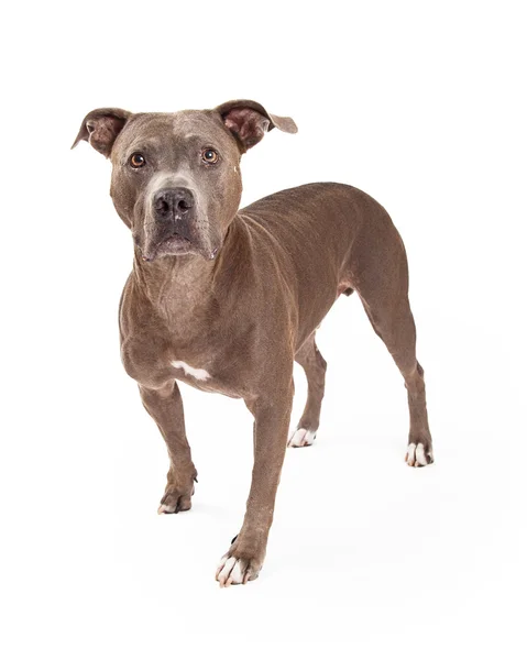 Wachsamer amerikanischer Staffordshire Terrier Hund steht — Stockfoto