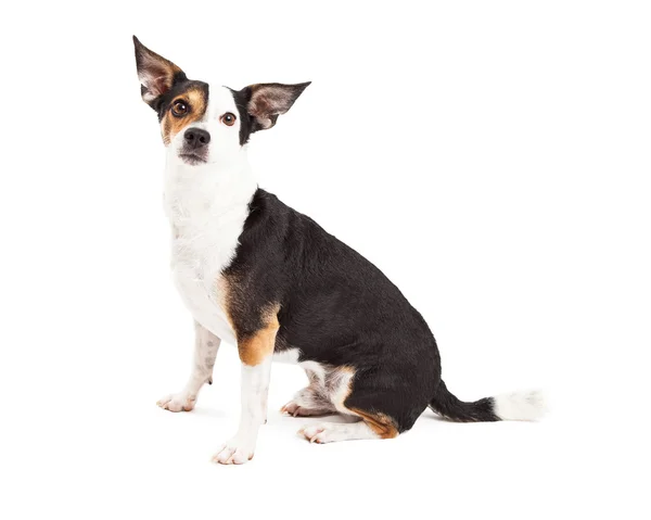 Uppmärksamma Chihuahua och Terrier blandad ras hund sittande — Stockfoto