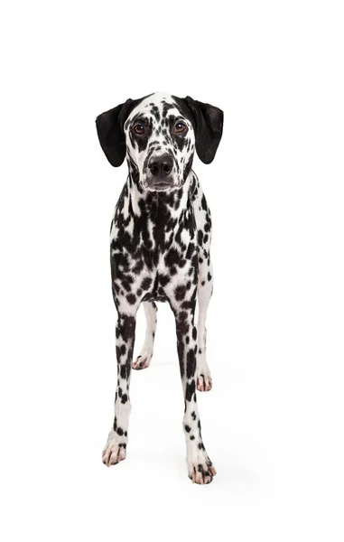 Pozorný Dalmatin pes stojící — Stock fotografie