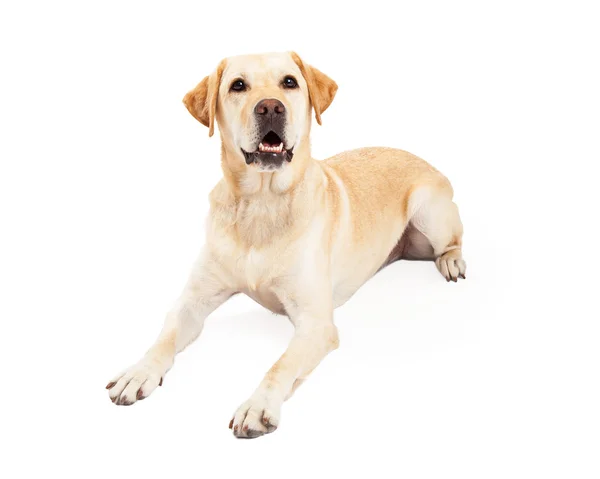 Attentive Labrador Retriever Dog Laying — Stock Photo, Image