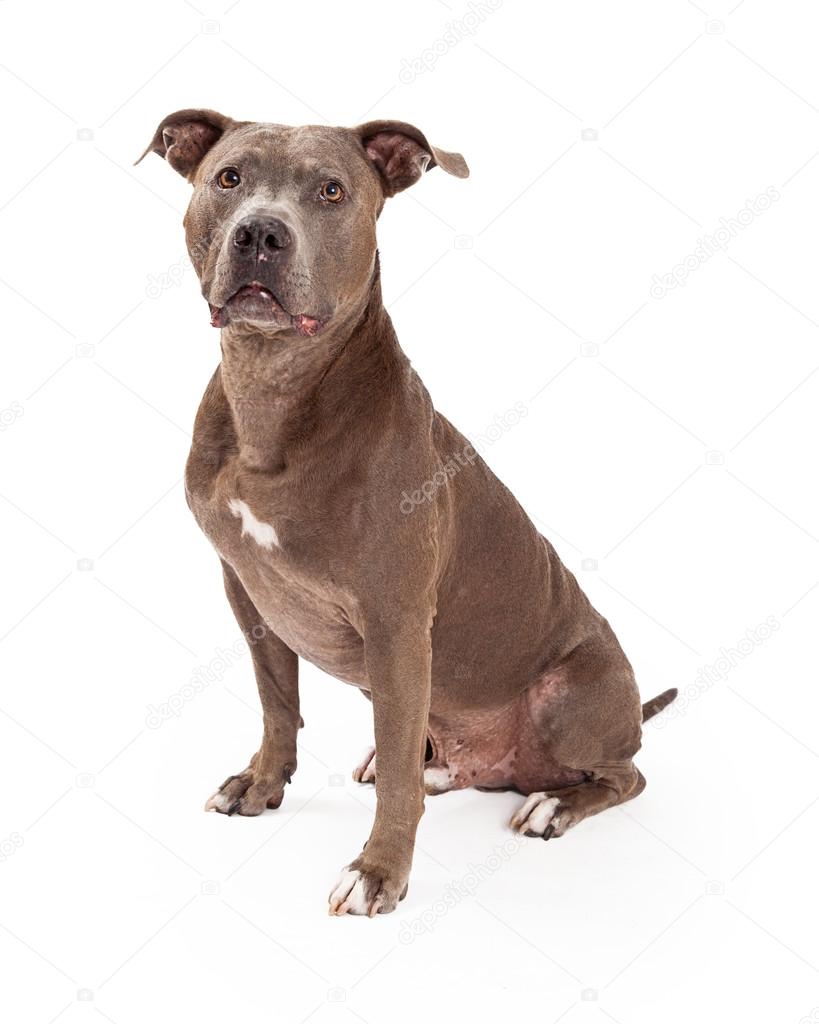 American Staffordshire Terrier Dog Sitting