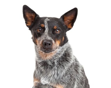 Bir Avustralyalı büyükbaş hayvan köpek closeup