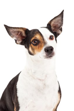 Chihuahua ve korkunç karışık doğurmak