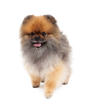 Mutlu Pomeranian köpek yürüyüş
