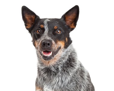 Bir Avustralyalı büyükbaş hayvan köpek kafa vurdu