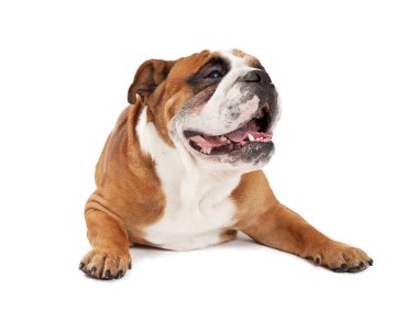 Rahat İngilizce Bulldog döşeme