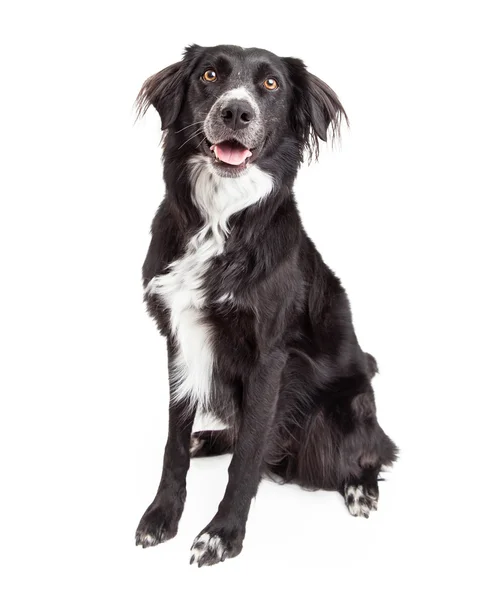 Schöner Border Collie Mischlingshund sitzend. — Stockfoto