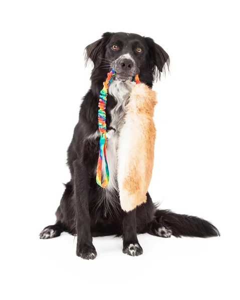 Borda Collie Mix Raça cão com brinquedo na boca — Fotografia de Stock