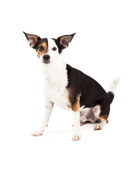 Chihuahua und Terrier-Mischlingshund sitzen — Stockfoto