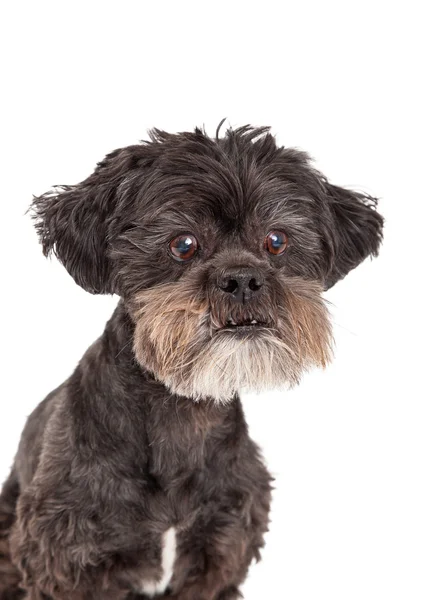 Mixed Breed Small Dog — Stock Photo, Image