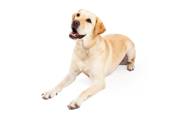 Curious Labrador Retriever Dog Laying At An Angle — Stock Photo, Image