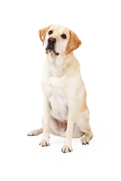 Nyfiken Labrador Retriever hund sittande — Stockfoto