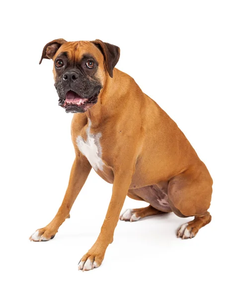 Carino e amichevole cercando boxer cane seduto — Foto Stock