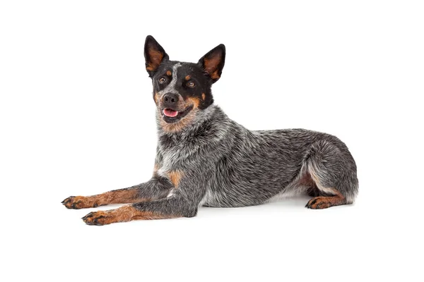 Friendly Australian Cattle Dog Laying — Stock Photo, Image