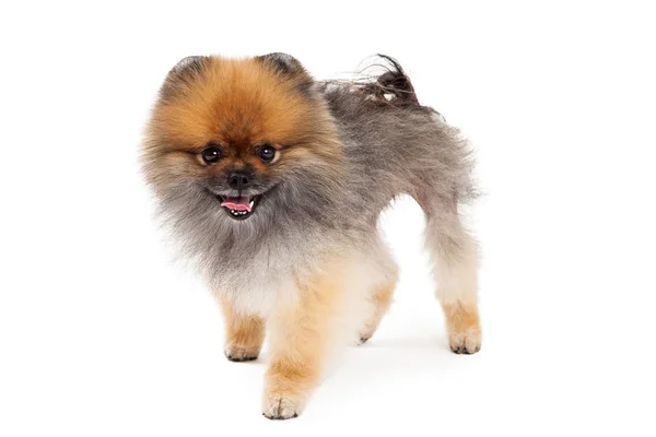 Vänliga Pomeranian hund stående — Stockfoto