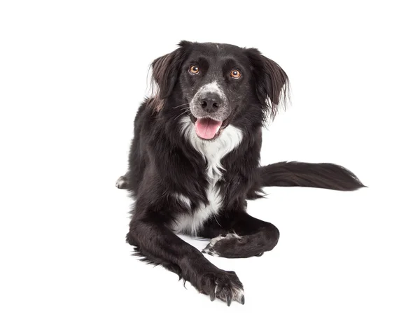 Щасливий Кордон Коллі Мікс Порода Собака Укладання — стокове фото
