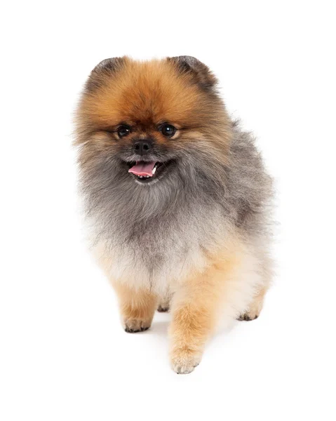 행복 한 Pomeranian 개 산책 — 스톡 사진