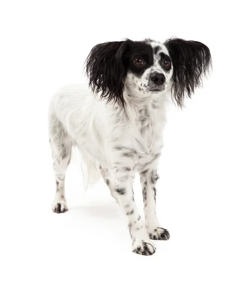 立っているパピヨン ミックス犬 — ストック写真