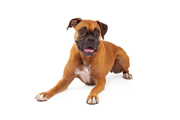 Playful Looking Boxer Dog Laying — Stock Photo, Image