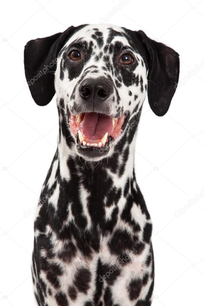 Happy Dalmatian Dog Smiling