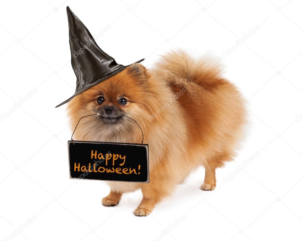 Pomeranian Witch Carrying Happy Halloween Sign