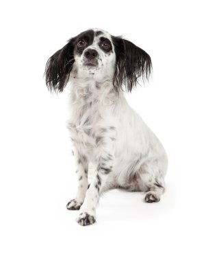 Papillon karışık doğurmak köpek arıyorum korkuttu