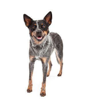 Ayakta gülümseyen Avustralyalı büyükbaş hayvan köpek