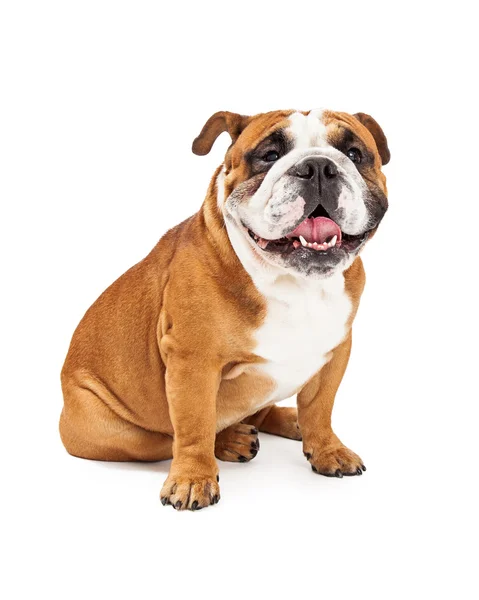 Lachende Engels Bulldog zitten — Stockfoto