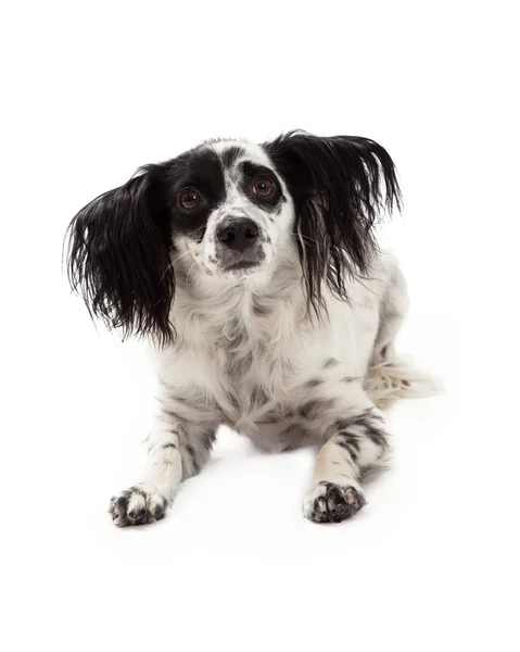 Несчастная собака смешанной породы "Папийон" — стоковое фото