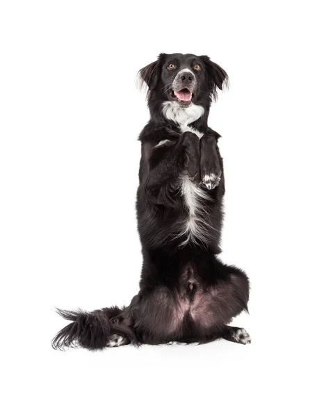 Bien entrenado frontera collie mezcla raza perro mendicidad — Foto de Stock