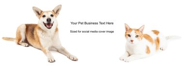 Yellow Dog Cat Cover Photo