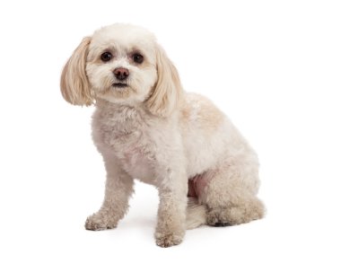 Çok güzel Malta ve fino köpeği karıştırmak doğurmak köpek oturma