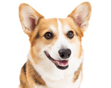 Pembroke Welsh Corgi köpek