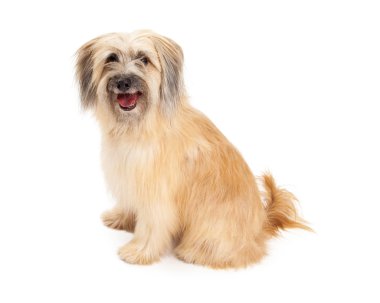 Pyrenean çoban köpeği oturma