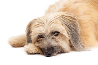 Üzgün Pyrenean çoban köpeği