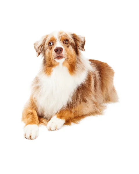 Alert Australian Shepherd Dog om — Stockfoto