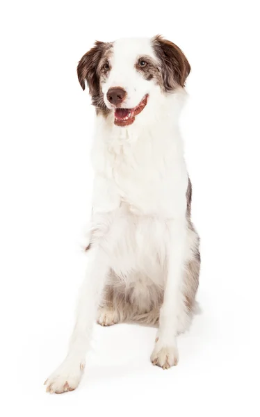 Allarme Confine Collie cane seduta — Foto Stock