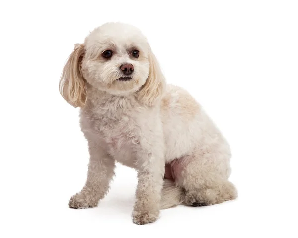 Внимательный мальтийский и пудл-микс породы собака сидит — стоковое фото