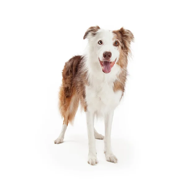 Border Collie Dog Standing And Facing Forward — Stock Photo, Image