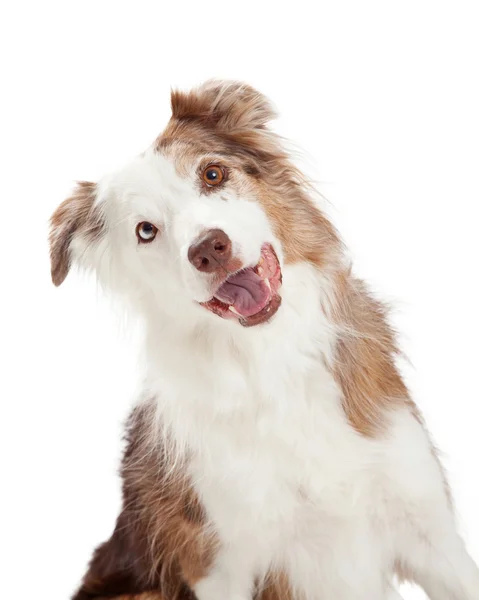 Nyfiken på Border Collie hund — Stockfoto