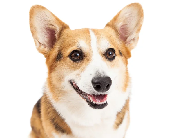 Pembroke perro galés Corgi — Foto de Stock