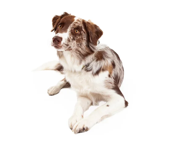 Curioso confine collie cane posa — Foto Stock