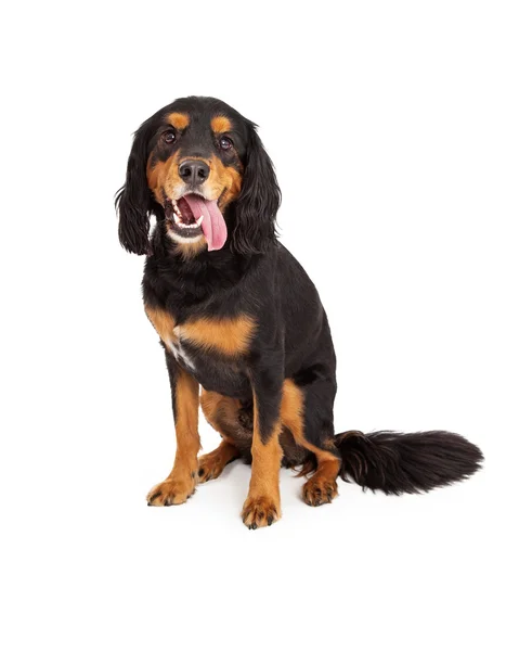 好奇的 Gordon Setter 混合品种的狗坐在一起张开嘴 — 图库照片